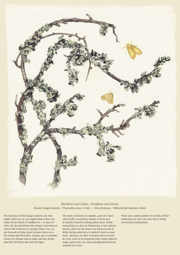 Native Irish Flowers & Moths Calendar 2026 - Kilcoe