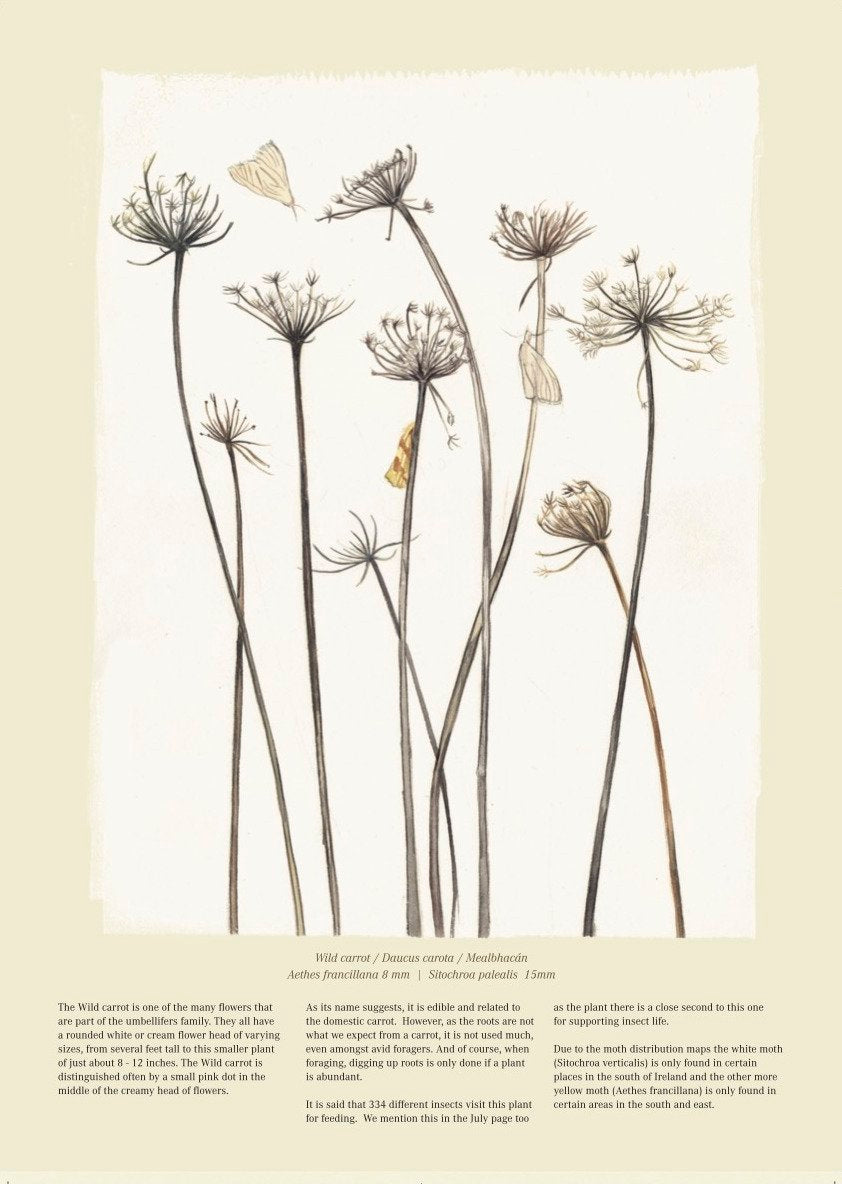 Native Irish Flowers & Moths Calendar 2026 - Kilcoe