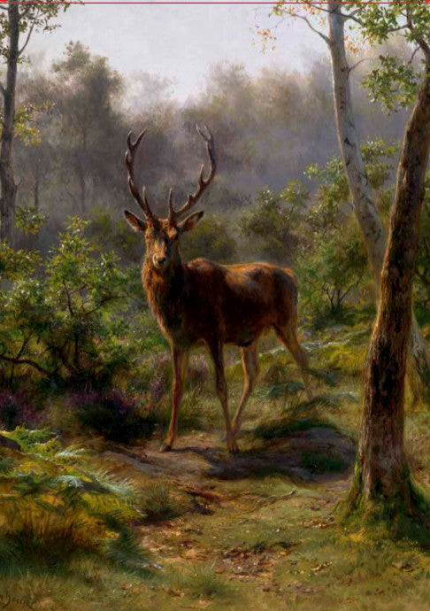 A stag with antlers stands in the middle of a forest clearing looking towards the viewer.