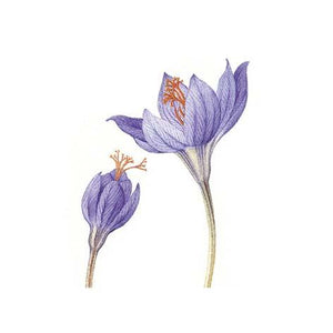  A highly detailed illustration of two purple crocus flowers, one half open, the other in full bloom, on a white background.