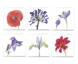 Six cards, each with a different close up of a blooming flower against a white background: a red poppy, a violet agapanthus, two purple crocus, a purple and white aquilegia, a yellow and blue iris, and a red dahlia.